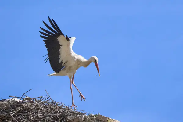 Cigüeñas Blancas Ciconia Ciconia Anidación Volando Una Colonia Cigüeñas Andalucía —  Fotos de Stock