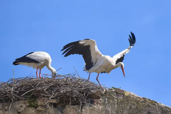 White Storks Ciconia Ciconia Nesting Flying Storks Colony Andalusia Jerez — Stock Photo, Image
