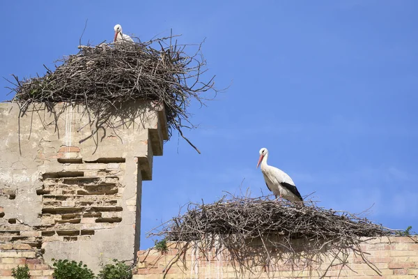 White Storks Ciconia Ciconia Nesting Flying Storks Colony Andalusia Jerez — Stock Photo, Image