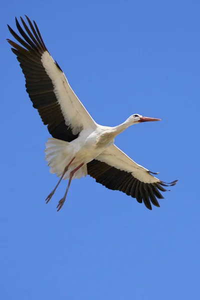 Cigüeñas Blancas Ciconia Ciconia Anidación Volando Una Colonia Cigüeñas Andalucía —  Fotos de Stock