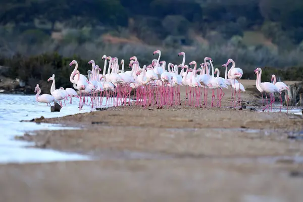 Rosa Flamingos Phenicopterus Roseus Nas Zonas Húmidas Isla Christina Andaluzia — Fotografia de Stock