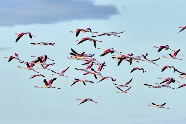 Rose Flamingos Phenicopterus Roseus Wetlands Isla Christina Andalusia Spain — Stock Photo, Image