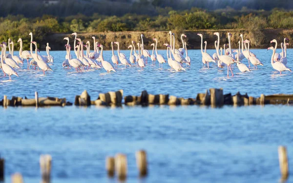 Rose Flamingos Phenicopterus Roseus Wetlands Isla Christina Andalusia Spain — Stock Photo, Image