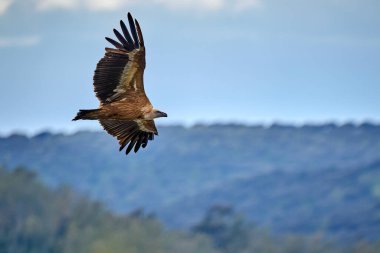 Uçan Griffon Akbabası Montfrague Ulusal Parkı, Extremadura, İspanya