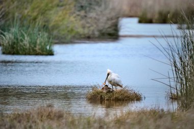 Doana Ulusal Parkı, Endülüs, İspanya 'daki doğal habitatında sıradan bir kaşık faturası kuşu.