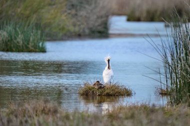 Doana Ulusal Parkı, Endülüs, İspanya 'daki doğal habitatında sıradan bir kaşık faturası kuşu.
