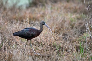 Kahverengi Ibis, Plegadis Falcinellus Doana, Endülüs, İspanya 