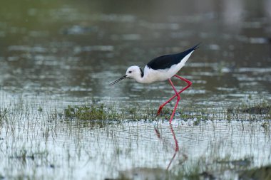 Siyah kanatlı Stilt deniz kuşu IParque Nacional de Doana, Endülüs, İspanya 'daki doğal ortamında.