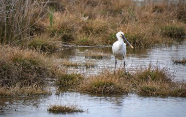 Doana Ulusal Parkı, Endülüs, İspanya 'daki doğal habitatında sıradan bir kaşık faturası kuşu.