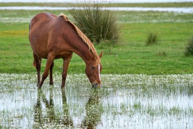 Vahşi at Park Nacional de Doana, Endülüs, İspanya
