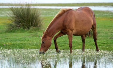 Vahşi at Park Nacional de Doana, Endülüs, İspanya