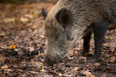 Genç vahşi broar, karamsar topraklarda yiyecek arıyor. 