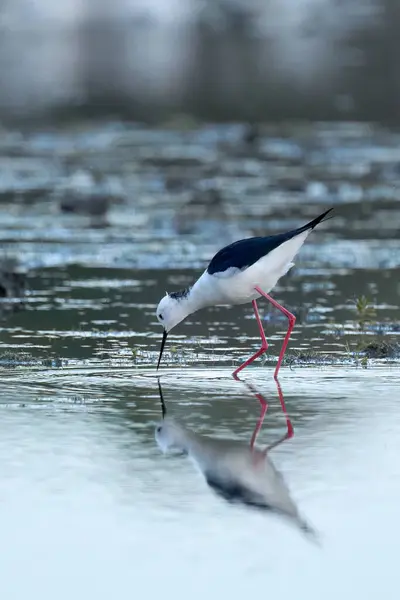 西班牙安达卢西亚国家公园湿地自然栖息地中的黑翼倾斜海鸟 — 图库照片