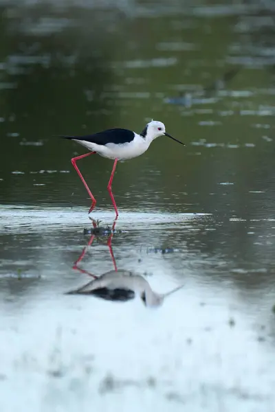 Μαύρο Φτερωτό Θαλάσσιο Πτηνό Stilt Στο Φυσικό Του Περιβάλλον Στους — Φωτογραφία Αρχείου