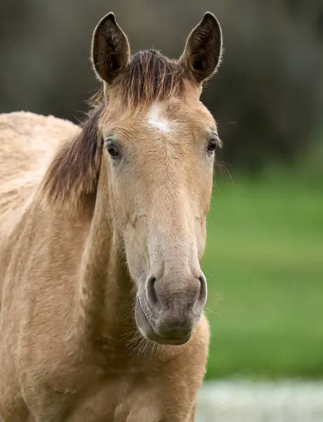 Wild Horse Parque Nacional Doana Andalusia Spain — Stock Photo, Image