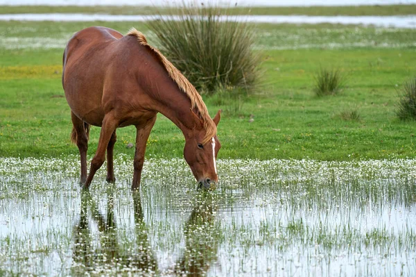 Дикая Лошадь Национальном Парке Доана Андалусия Испания — стоковое фото