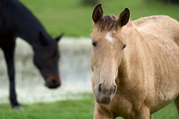 Cavalo Selvagem Parque Nacional Doana Andaluzia Espanha — Fotografia de Stock