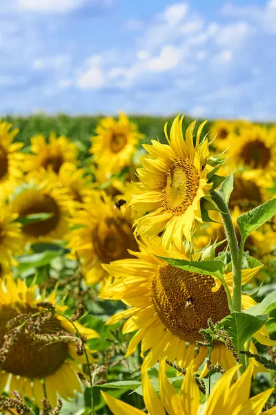 Landwirtschaftliches Feld Mit Blühenden Sonnenblumen Und Anderen Bunten Blumen — Stockfoto