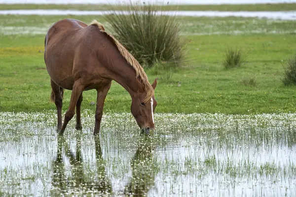 Wild Horse Parque Nacional Doana Andalusia Spain — Stock Photo, Image