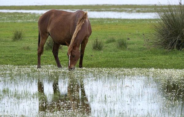 wild horse in the Parque Nacional de Doana, Andalusia, Spain