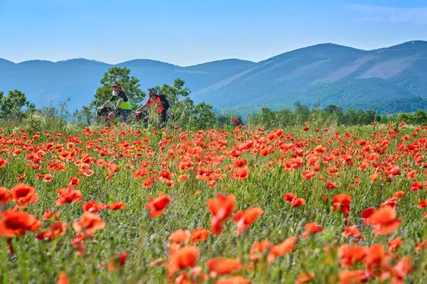 Slovenya 'nın Solkan yakınlarındaki Karst Dağları' nda bisiklet turunda aktif kıdemli bir çift.