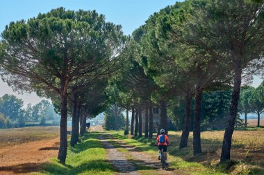 nice senior woman riding her electric mountain bike between olive and cypress trees in the hills near ArezzoTuscany,Italy