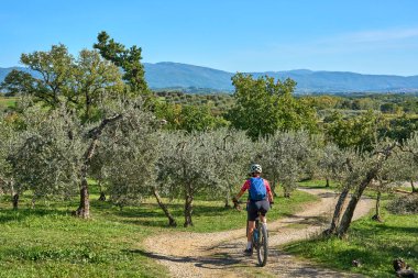 nice senior woman riding her electric mountain bike between olive and cypress trees in the hills near ArezzoTuscany,Italy