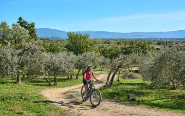 nice senior woman riding her electric mountain bike between olive and cypress trees in the hills near ArezzoTuscany,Italy