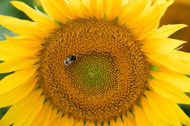 Hummel arılarıyla yakın plan ayçiçeği.