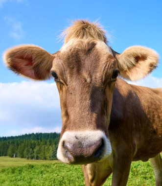 Kameraya bakan meraklı genç Allgaeu inekleri sürüsü