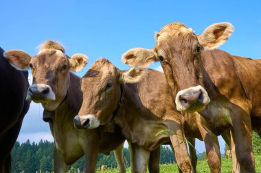 Kameraya bakan meraklı genç Allgaeu inekleri sürüsü