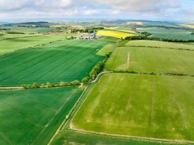Oxnam, İskoçya, İngiltere yakınlarındaki sottish sınırında çiçek açan tecavüz tohumlarıyla tarım alanları