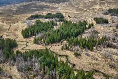 Skye Adası 'nda kısmen ölü köknar ormanı olan Higland manzarası, iç melezler, İskoçya, İngiltere