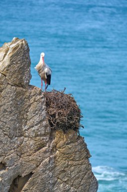 Beyaz leylek, ağustos böceği, Portekiz 'in batı Atlantik kıyısındaki Cabo Raso kayalıklarında bir leylek kolonisinde yuva yapıyor.
