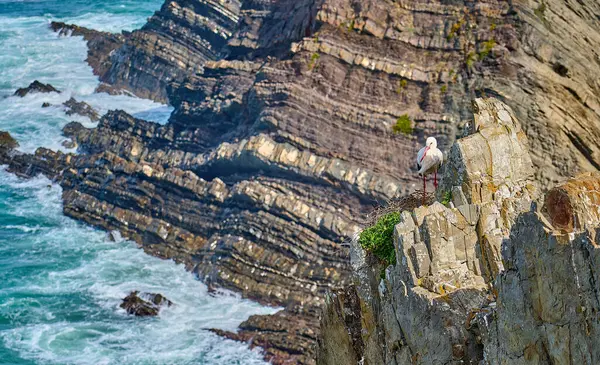 Beyaz leylek, ağustos böceği, Portekiz 'in batı Atlantik kıyısındaki Cabo Raso kayalıklarında bir leylek kolonisinde yuva yapıyor.