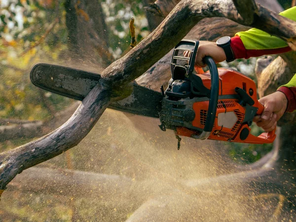 Arborista Con Ropa Protectora Aserrado Brillante Casco Sierra Árbol Caído — Foto de Stock