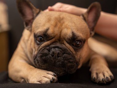 Fransız bulldog 'u elle okşamaktan zevk alıyor, köpeğin namlusunu yakından görüyor..