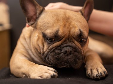 Fransız bulldog 'u elle okşamaktan zevk alıyor, köpeğin namlusunu yakından görüyor..