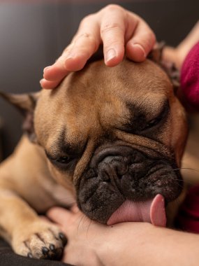 Fransız bulldog 'u elle okşamaktan zevk alıyor, köpeğin namlusunu yakından görüyor..