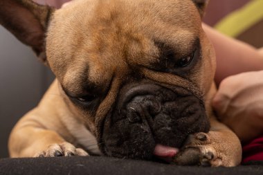 Bu fotoğrafta, bir Fransız Bulldog sakince oturur ve pençelerini yıkar. Görüntü, evcil hayvanlar için düzenli pati hijyeninin önemini vurguluyor ve evcil hayvan sahibi ile köpeği arasındaki bağın bakım anlarında gösterilebilmesi için kullanılabiliyor..