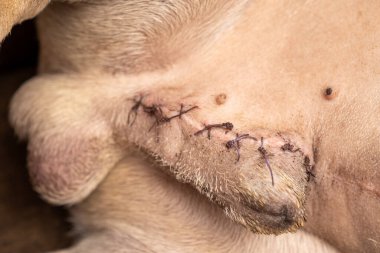 Ürik ameliyattan sonra Fransız bulldog 'u, dikiş alanı. Bu yakın çekim, urolith ameliyatından sonra görülebilir dikiş alanına sahip bir Fransız Bulldog 'u içeriyor. Köpek sakince dinleniyor ve görüntüler ameliyat sonrası evcil hayvanlara bakmanın önemini vurguluyor..