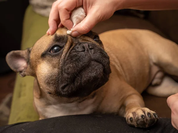 Bir kadının eli, bir Fransız Bulldog 'unun ağızlık kırışıklıklarını nazikçe temizler. Köpeğin yüzündeki içerik ifadesi sahibinin ilgisinin verdiği zevki gösterir. Fotoğraf, düzenli olarak kırışıklık temizlemenin ana hatlarına olan önemini vurgular.