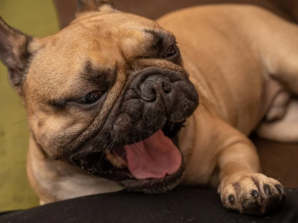 Francia Bulldog Széles Ásítással Nagy Nyelvvel Közelkép Kutya Arcáról — Stock Fotó