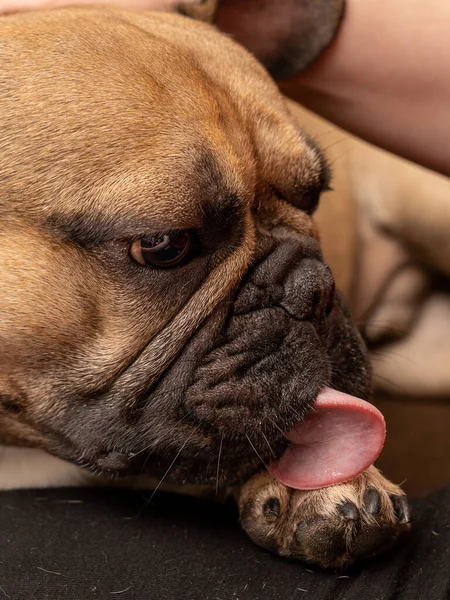 Ezen Képen Egy Francia Bulldog Nyugodtan Mossa Mancsát Kép Kiemeli — Stock Fotó