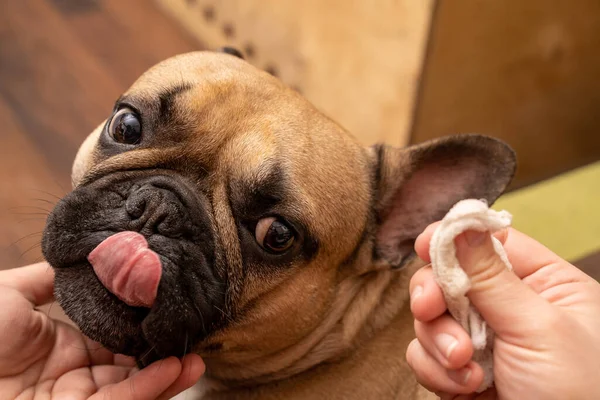 Ezen Képen Egy Keze Van Aki Egy Francia Bulldog Fülét — Stock Fotó