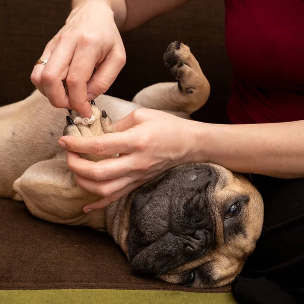 Bu yakın planda bir kadının eli bir Fransız Bulldog 'unun patilerini dikkatlice temizler. Köpek, sahibinin ilgisinden zevk aldığı için mutlu ve rahat görünüyor..