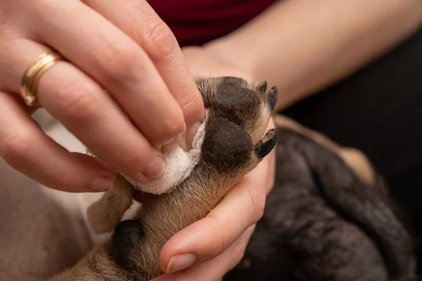 Woman Hand Carefully Cleans Paws French Bulldog Close Shot Dog — Stock Photo, Image