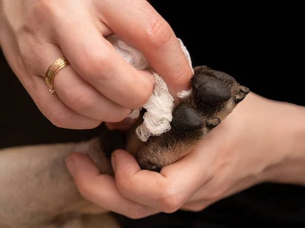 Bu yakın planda bir kadının eli bir Fransız Bulldog 'unun patilerini dikkatlice temizler. Köpek, sahibinin ilgisinden zevk aldığı için mutlu ve rahat görünüyor..