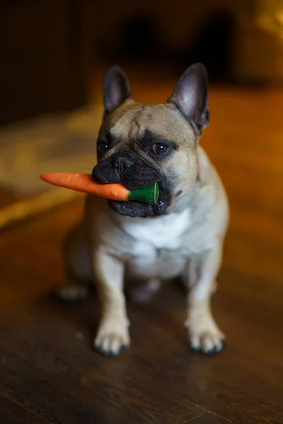 Bulldog Francese Piedi Una Stanza Con Giocattolo Carote Arancioni Bocca — Foto Stock