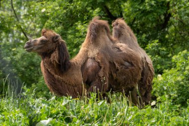 Çayırda ya da çimenlikte duran iki hörgüçlü deve. Yaz güneşli havalarda hayvanat bahçesinde vahşi bir hayvan. Yakın çekim görünümü